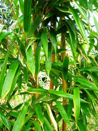 Phyllostachys bambusoides Holochrysa