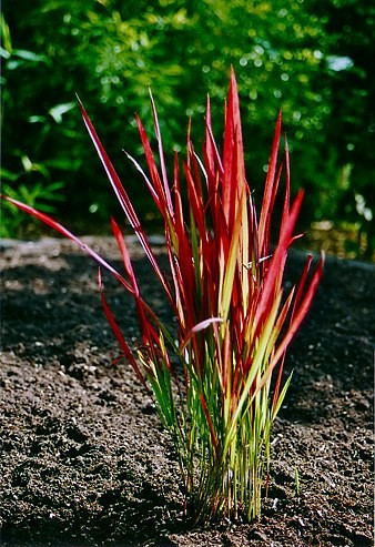 Flammengras - Imperata cyl. Red Baron